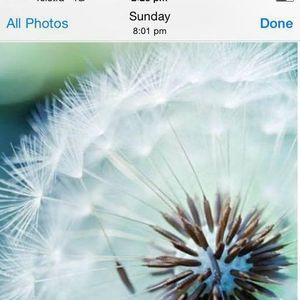 Meet your Posher, Tink